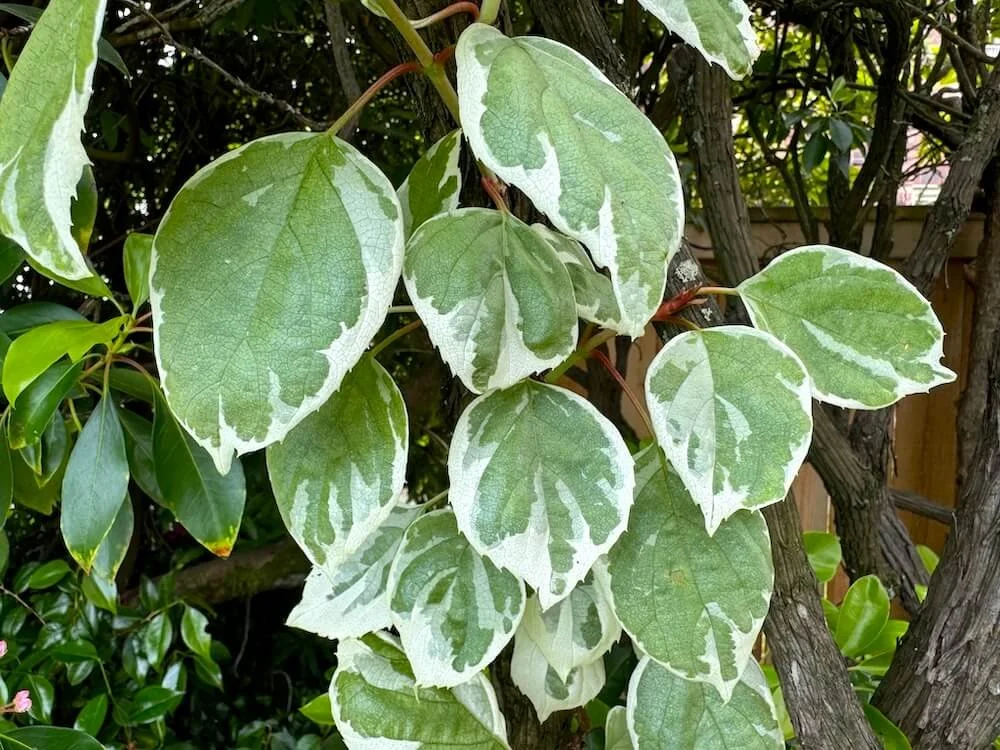 Schizophragma x 'Lacy Hearts' (Lacy Hearts False Hydrangea Vine